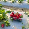Strawberry 4