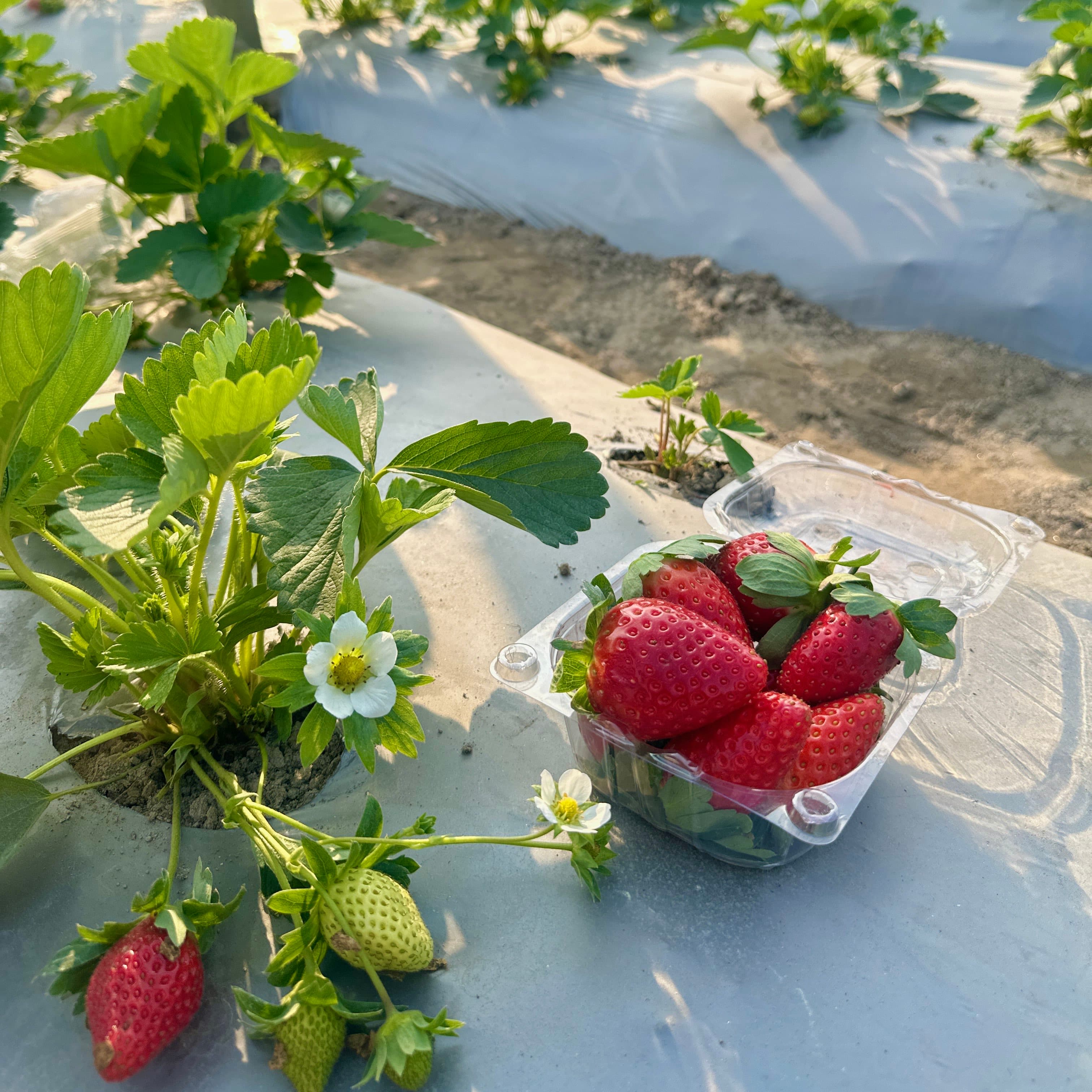 Strawberry