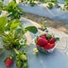 Strawberry 3