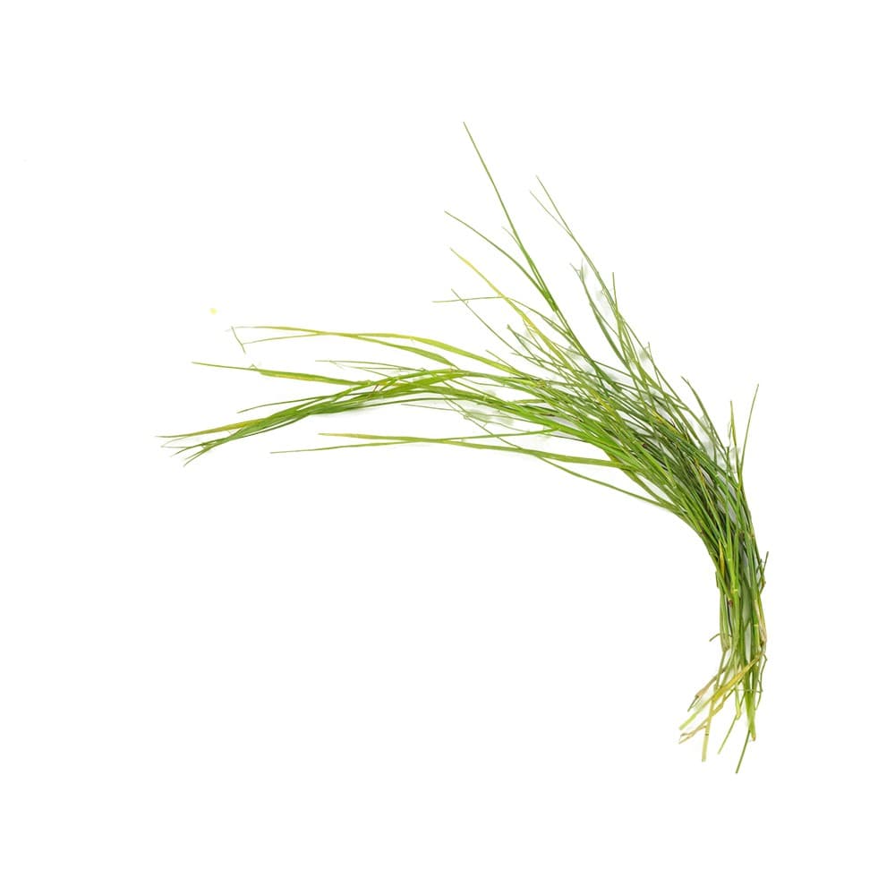Doob Grass / Durva Grass (Garike) (Dub Ghas)