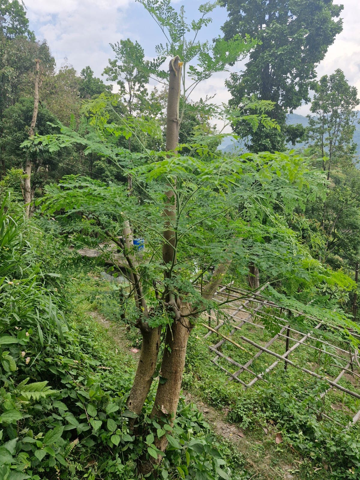 Zitlang Organic Produce store 3