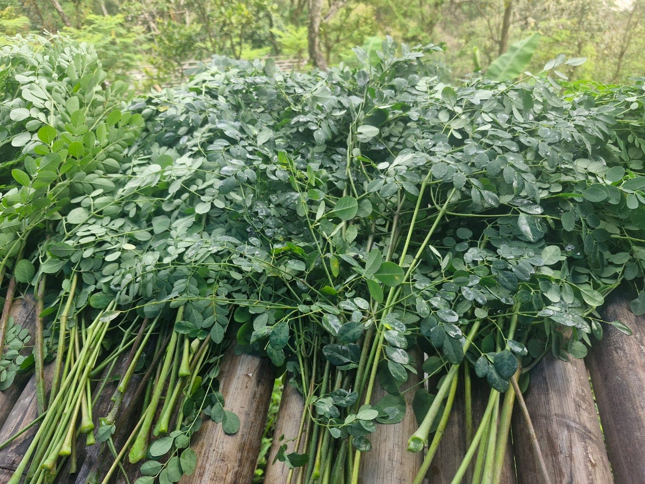 Zitlang Organic Produce store 4