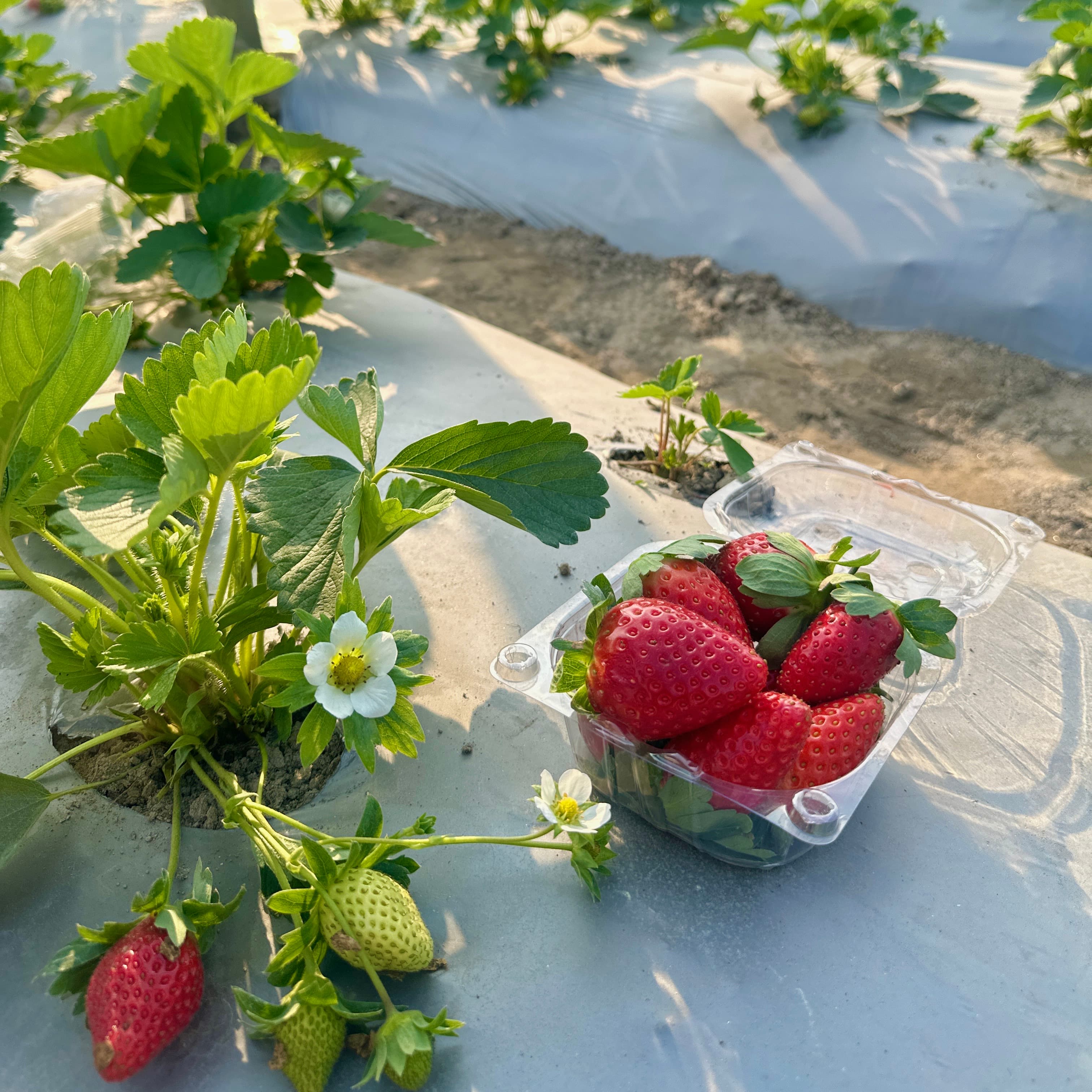 Strawberry